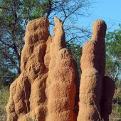 Häufchen für Häufchen