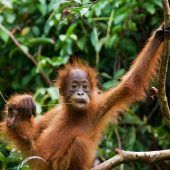 Ein Bett im Baumwipfel