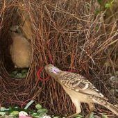 Vogelmänner, macht mal!