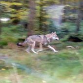 Suchaktion im Bayerischen Wald