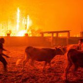 Feuer-Inferno in Portugal tötet 35 Menschen