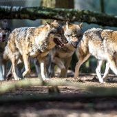 Zwei Minister ringen um den Wolf