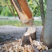 Biber macht am Flaucher Kleinholz