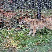 Zwei weitere Tiere werden noch gesucht