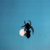 Gartenkreuzspinne stillt ihren Hunger