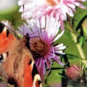 Tagpfauenauge trifft Herbstaster