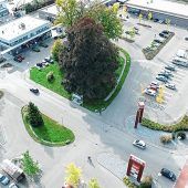 Mehrheit für Bauprojekt, Blutbuche fällt