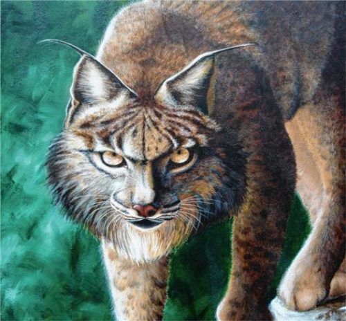 Blick in die Tierseele: der Luchs von Sabine Koschier.