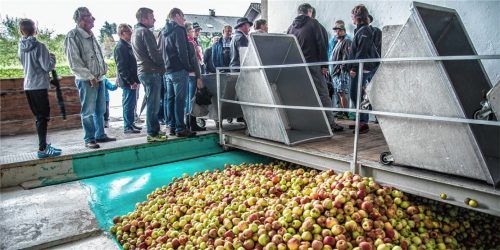 Der volle Anlieferungsbunker der ORO eG in Rohrdorf 2016. Normalerweise werden hier 2000 Tonnen Äpfel im Jahr angeliefert. 2017 ist es bislang nicht mal die Hälfte.