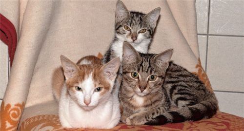 Derzeit leben an die 120 Katzen im Tierheim Rosenheim am Gangsteig in Kolbermoor. Die Kastration von frei lebenden Katzen ließ 2016 die Ausgaben des Tierschutzvereins in die Höhe schnellen.Foto re