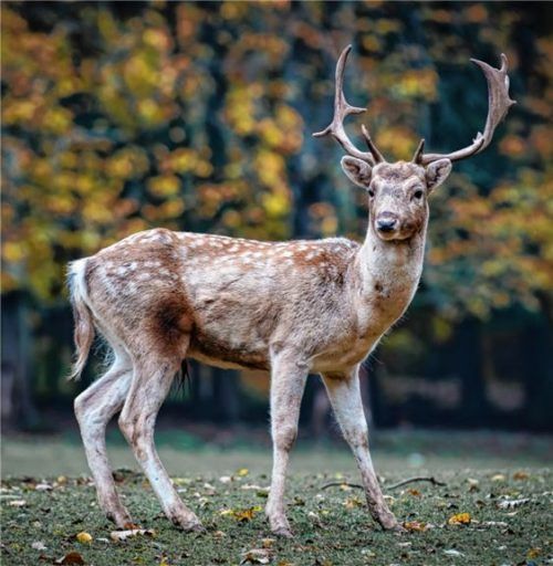 Ein heimischer Wald ohne Wild wäre ein trostloser Wald.