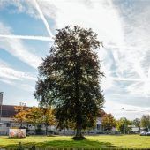„Grünes“ Bauprojekt und neue Bäume