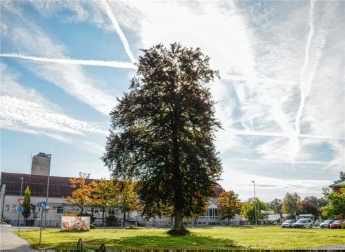 Ein Wohn- und Geschäftshaus an Stelle der Blutbuche am Hassler-Kreisel? Viel Kritik aus der Bevölkerung ernteten die Pläne der Investoren bereits – nun legen sie ein Konzept für Ersatzbepflanzungen und viel Grün am Gebäude vor. Die Bevölkerung ist zur Diskussion eingeladen.Foto Buhleier