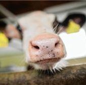 Preise haben sich stabilisiert