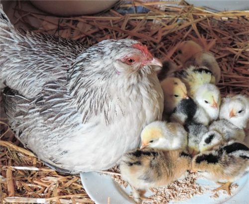 Große Überraschung in der Sonnenarche