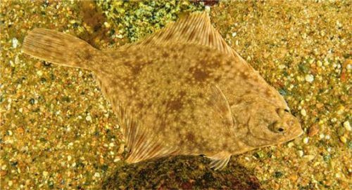 Gut getarnt! Die Flunder gilt noch nicht als gefährdet, aber äußere Einflüsse erschweren die Lebensbedingungen.Foto  dpa
