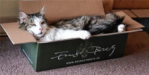 Hat der Kater etwa einen Kater?