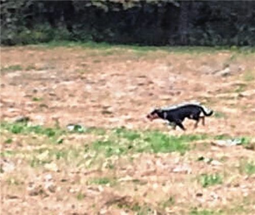 Rehkitz gehetzt: Wer kennt diesen Hund?