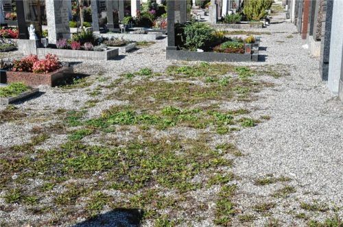Verärgerung über Unkraut auf den Friedhöfen: „Ich schäme mich“