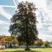 Buche: Neues Grün soll Wunden heilen