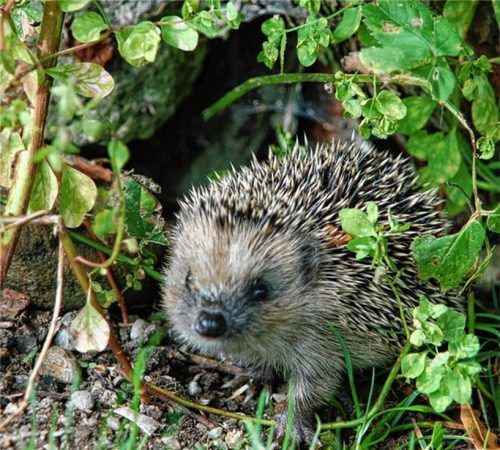 100 bis 150 Tiere treffen im Winter bei der Igelstation in Bruckmühl ein – im Sommer sind auch fünf bis zehn Tiere dabei, die von Mährobotern verletzt wurden. Foto zapf