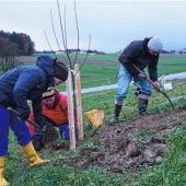 26 Obstbäume für die Streuobstwiese