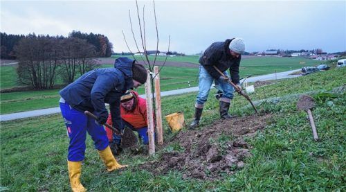26 Obstbäume für die Streuobstwiese