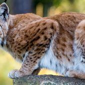 Luchstötungen im Bayerischen Wald: Kritik an Staatsanwaltschaft