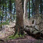 Der Hagelbucherne