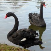 Trauerschwan „verwitwet“