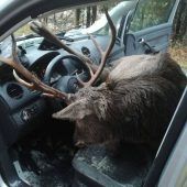 Kapitaler Hirsch landet im Auto: Zwei Verletzte