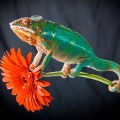 Wer nachahmt, macht sich beliebt