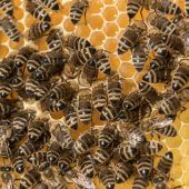 Ein Signal für Wert der Bienen