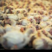 EU warnt vor resistenten Keimen