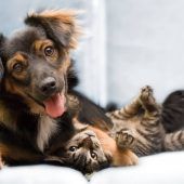 Was beim Tierkauf wichtig ist