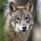 Umweltminister wollen Klarheit beim Wolf