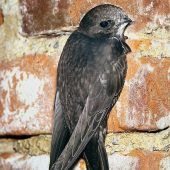 Sie retten Münchens Vögel