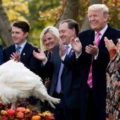 „Drumstick“ darf leben