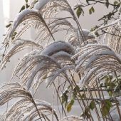 Der Reiz des winterlichen Gartens