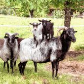 Blende 2017: Platz 20 für „Huckepack“