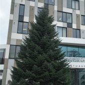 Stattlicher Christbaum