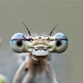 Blende 2017: „Schau mir in die Augen Kleines“ und „Überraschender Besuch“