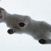 Die Katze auf dem kalten Glasdach