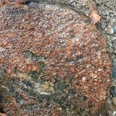 Die kuriose Nachricht