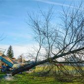 Schädling macht Obstbäumen den Garaus
