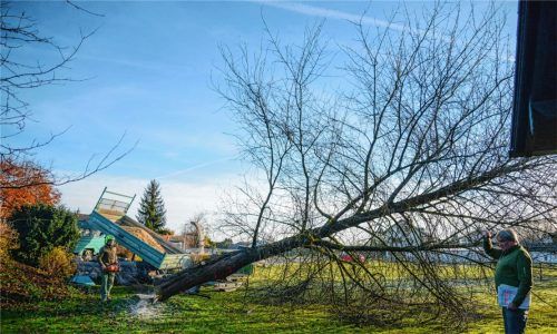 Baum für Baum wurde dieser Tage in Kolbermoor und in der Aiblinger Au (Bild) gefällt. Sie alle sind vom Asiatischen Moschusbockkäfer befallen und müssen entsorgt werden, um dessen weiteres Ausbreiten zu verhindern.Fotos Buhleier