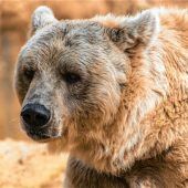 Wildtiere im Ortsnamen