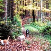 Blende 2017: Platz 13 für einen „Kleinen Waldspaziergang“