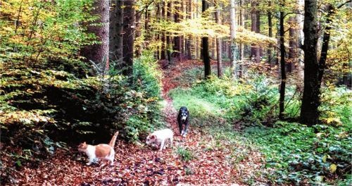 Blende 2017: Platz 13 für einen „Kleinen Waldspaziergang“