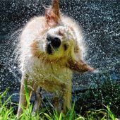 Blende 2017: Platz 14 für „Schleudergang“